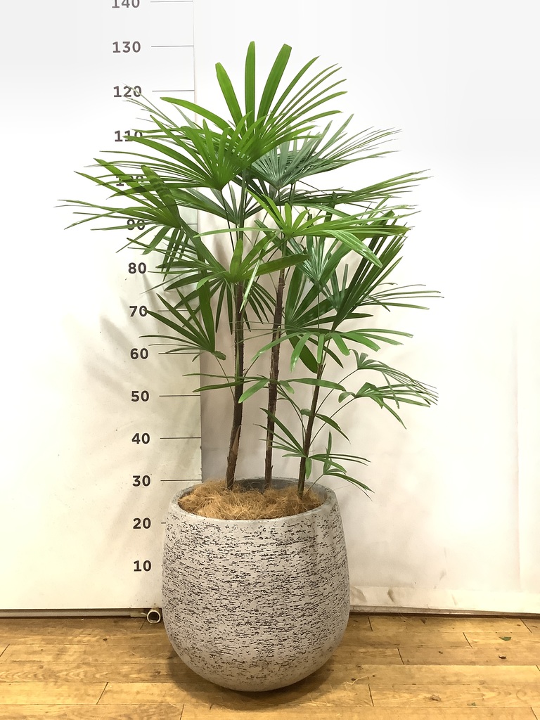 観葉植物 シュロチク（棕櫚竹） 8号 ベータ キューブプランター ウッド