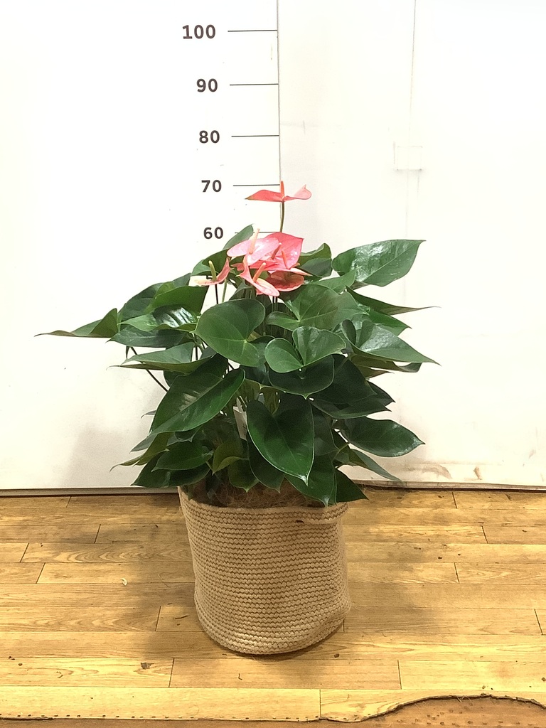 観葉植物 アンスリウム 8号 ピンク リブバスケットNatural 付き | 観葉