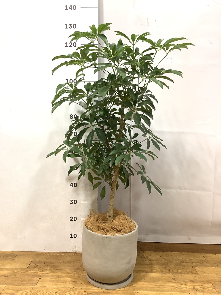 観葉植物 シェフレラ（カポック）7号 朴 竹バスケット 付き | 観葉植物