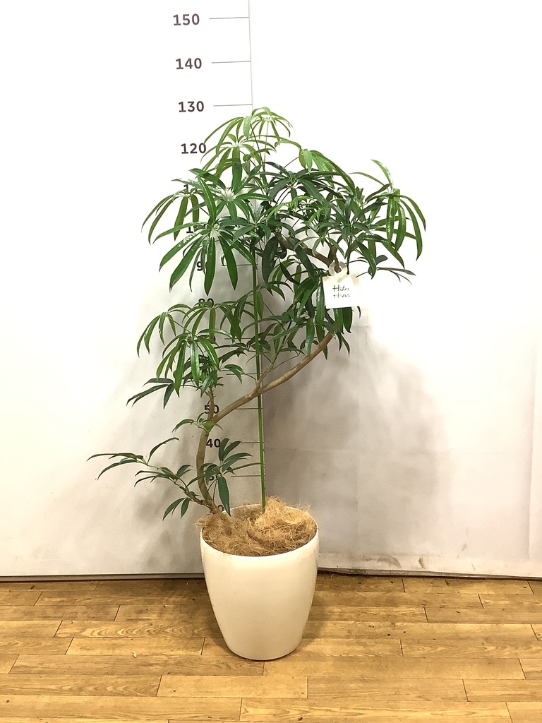 シェフレラ アンガスティフォリア 曲がり | HitoHana(ひとはな)