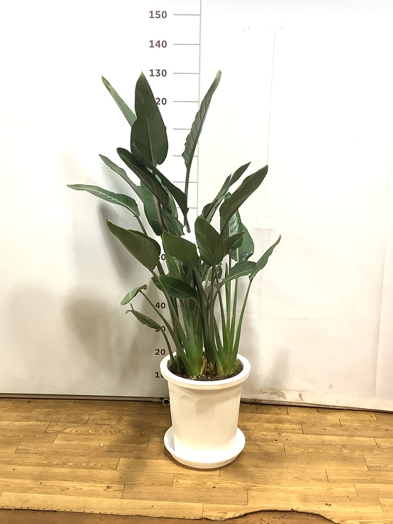観葉植物 ストレリチア (ストレチア) レギネ 10号 プラスチック鉢