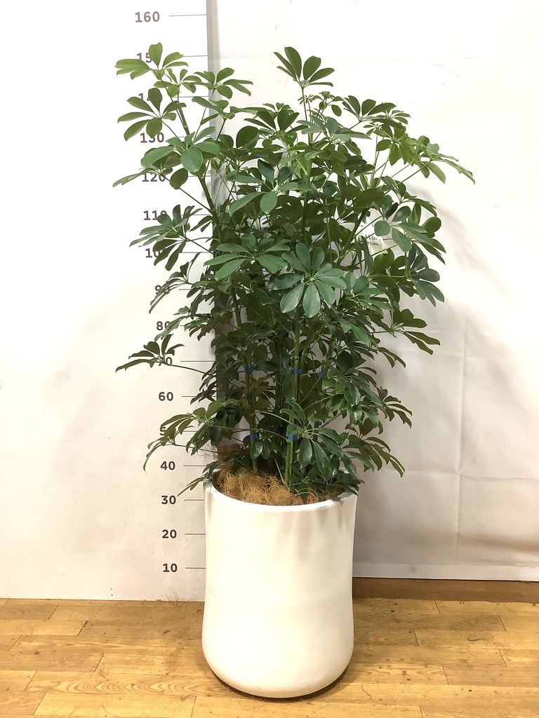 観葉植物 シェフレラ（カポック） 8号 ノーマル バスク ミドル