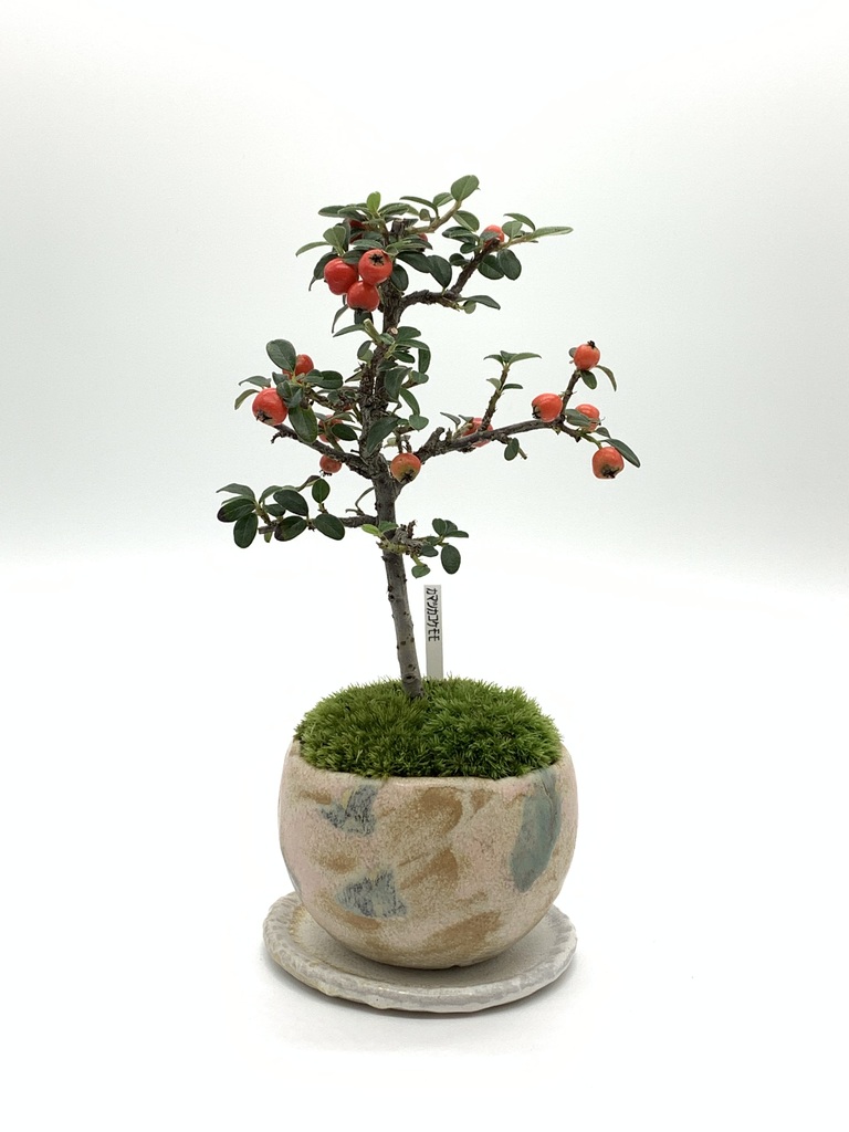 ミニ盆栽の通販 | HitoHana（ひとはな）