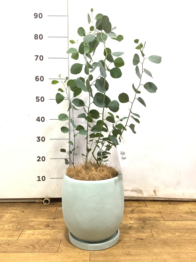 観葉植物 ユーカリ 6号 ポポラス（ポリアンセモス） プラスチック鉢