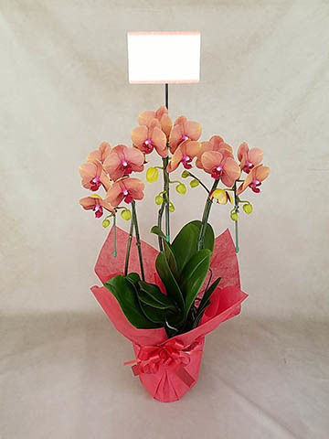 胡蝶蘭サーフソングの通販 | HitoHana（ひとはな）