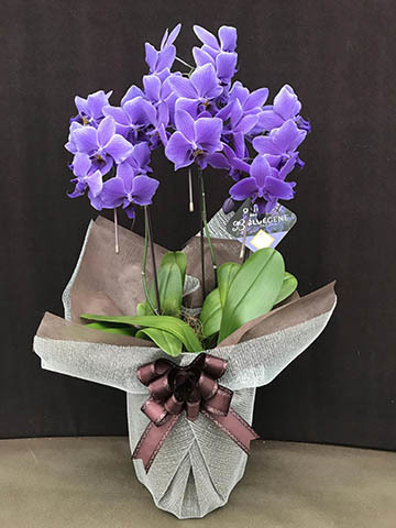 ブルーの胡蝶蘭の通販 | HitoHana（ひとはな）