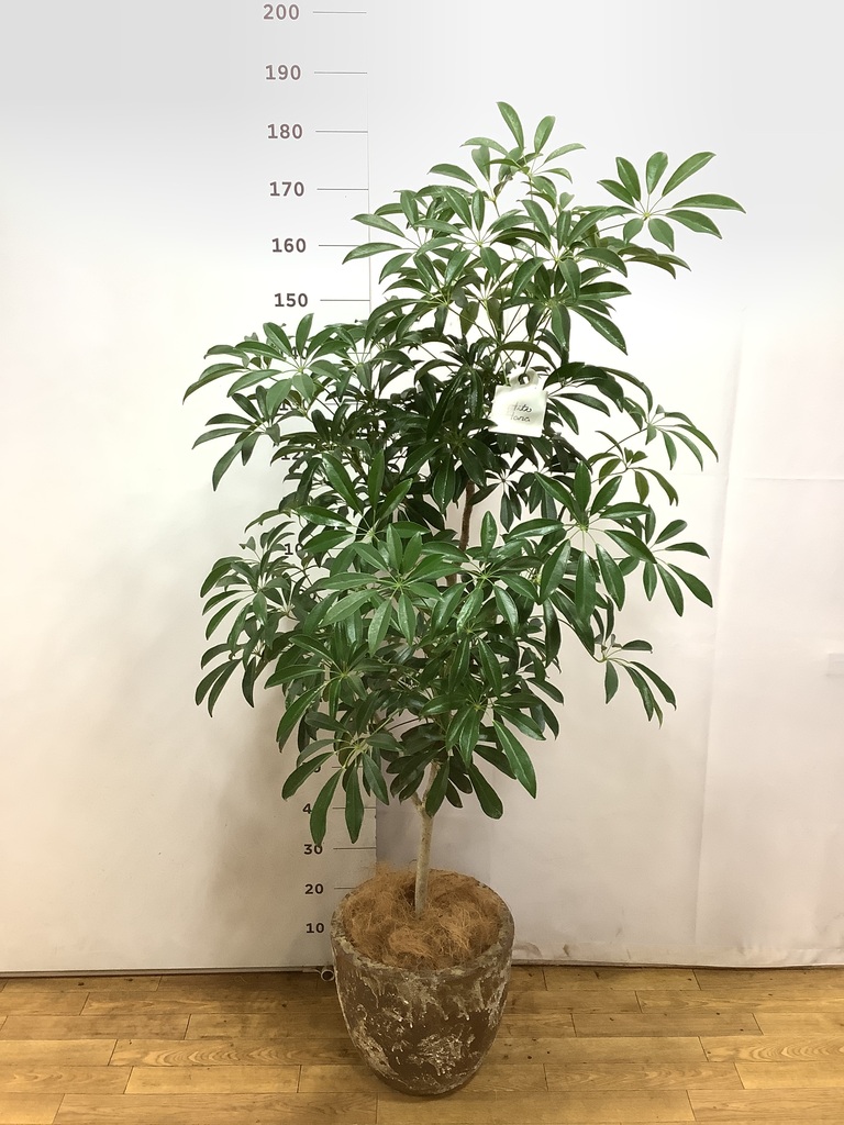 観葉植物 シェフレラ（カポック）8号 朴 アビスネブラ ラウンド 付き