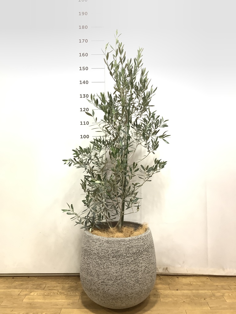 観葉植物 オリーブ 10号 チプレッシーノ エコストーンwhite 付き