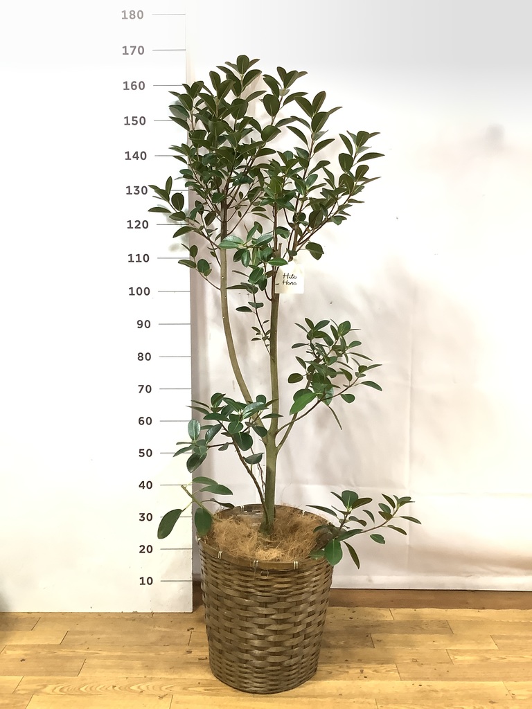 フランスゴム　リビングサイズ フランスゴムの木 10号 | 観葉植物通販 Hitohana（ひとはな）