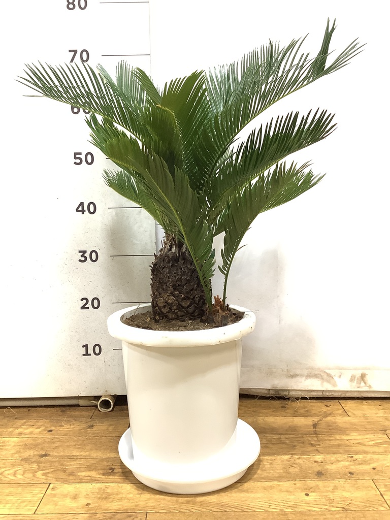 観葉植物 ソテツ 8号 プラスチック鉢 | 観葉植物ならHitoHana(ひとはな)