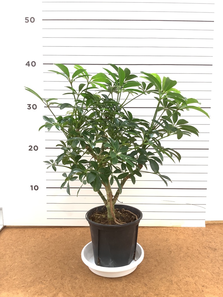 観葉植物 シェフレラ コンパクタ 4号 朴 プラスチック鉢 | 観葉植物