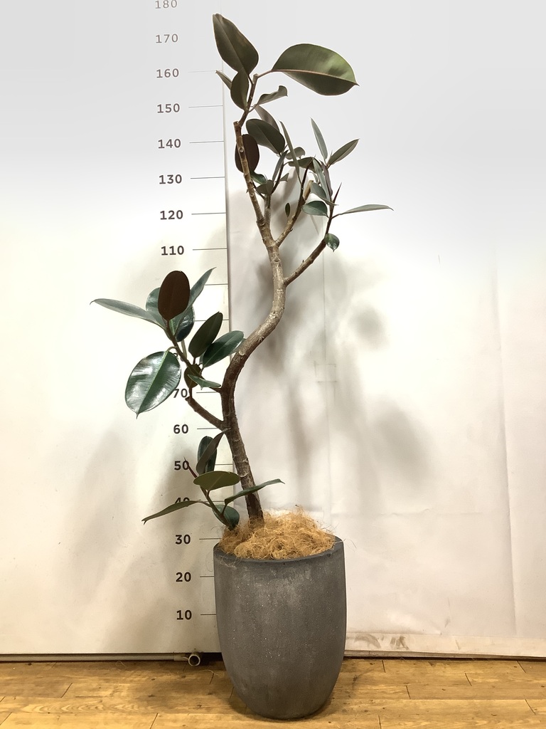 観葉植物 フィカス バーガンディ 155cm 8号 観葉植物 フィカス バーガンディ 8号 ノーマル ライム ドゥオ