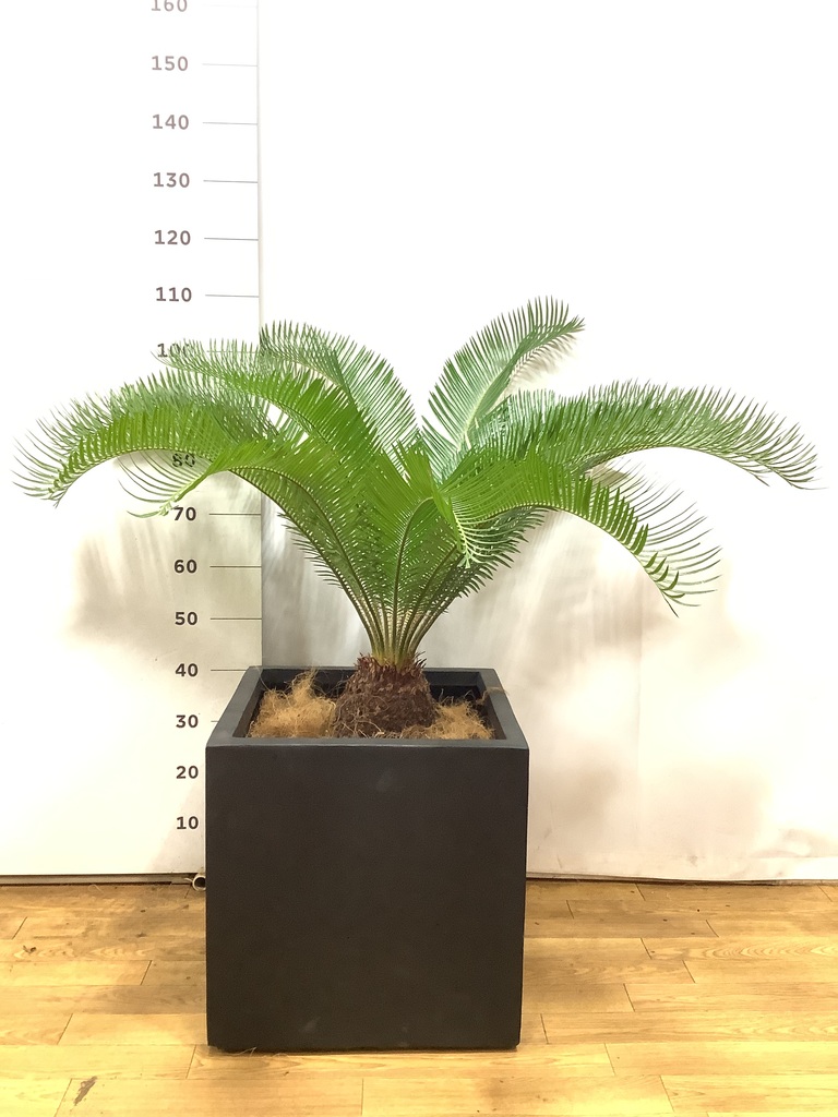 観葉植物 ソテツ 10号 キューブ ラテルストーン 付き | 観葉植物なら