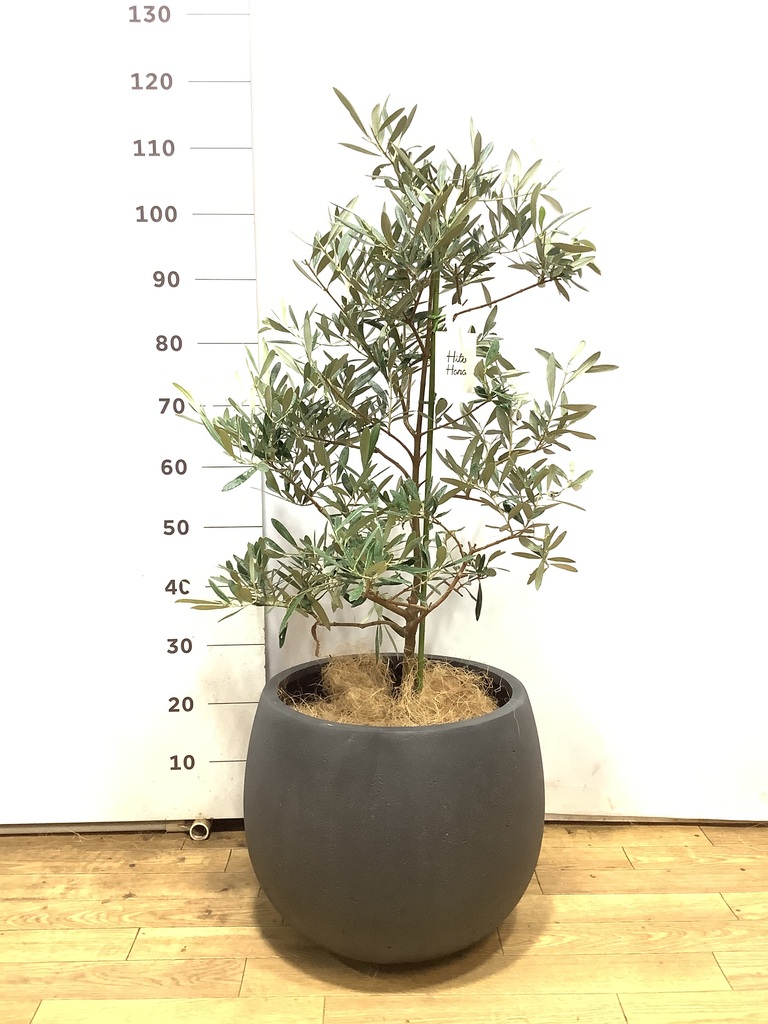 オリーブの木 デルモロッコ | 観葉植物通販HitoHana(ひとはな)