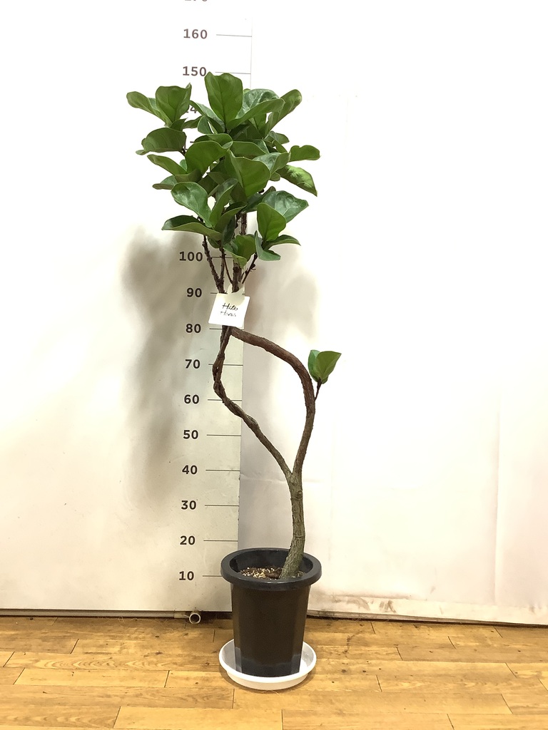 観葉植物 カシワバゴムの木 バンビーノ 8号 曲がり プラスチック鉢