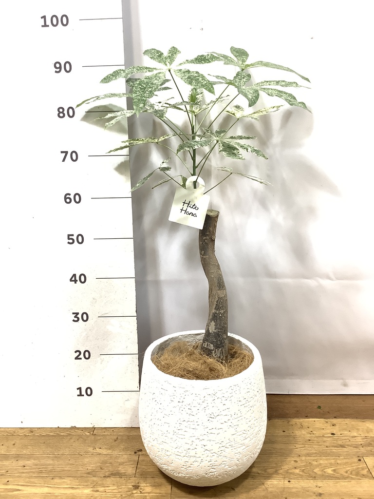 観葉植物 パキラ 6号 斑入り プラスチック鉢 | 観葉植物ならHitoHana