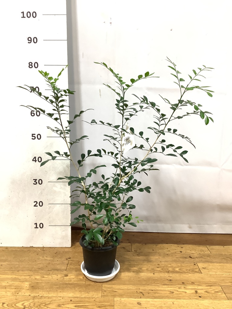 観葉植物 シルクジャスミン（げっきつ） 5号 プラスチック鉢 | 観葉