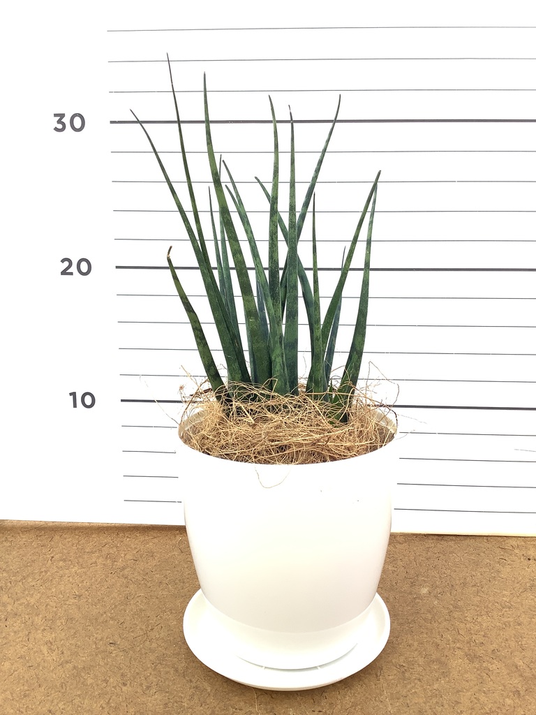 観葉植物 サンスベリア 3号 ミカド アートストーン シリンダー グレー