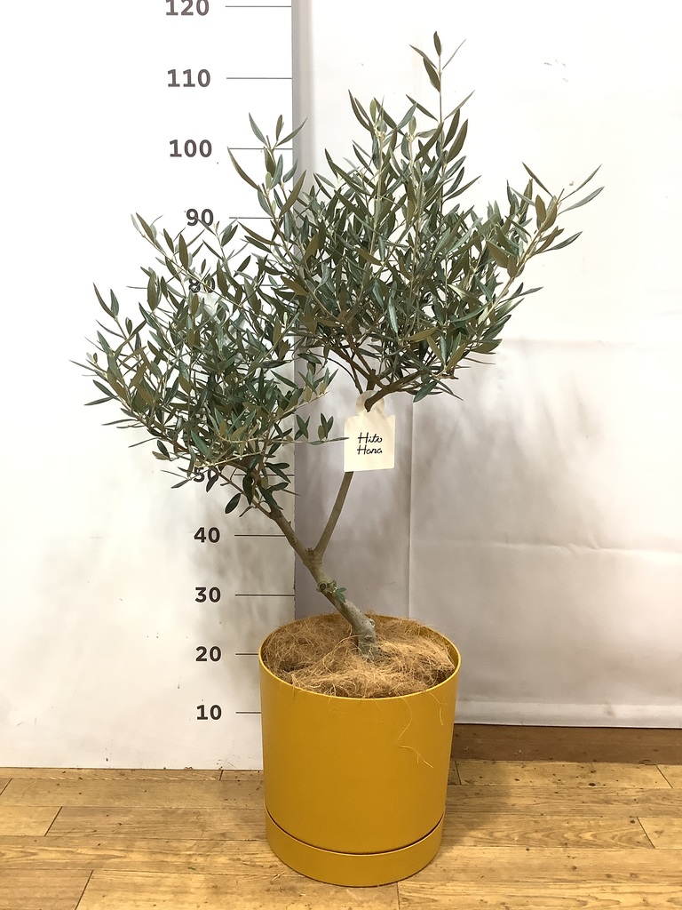 オリーブの木 ラキーノ 7号 約130cm K-316 現品掲載 【公式通販】