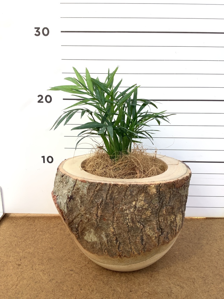 テーブルヤシ 3号 | 観葉植物ならHitoHana