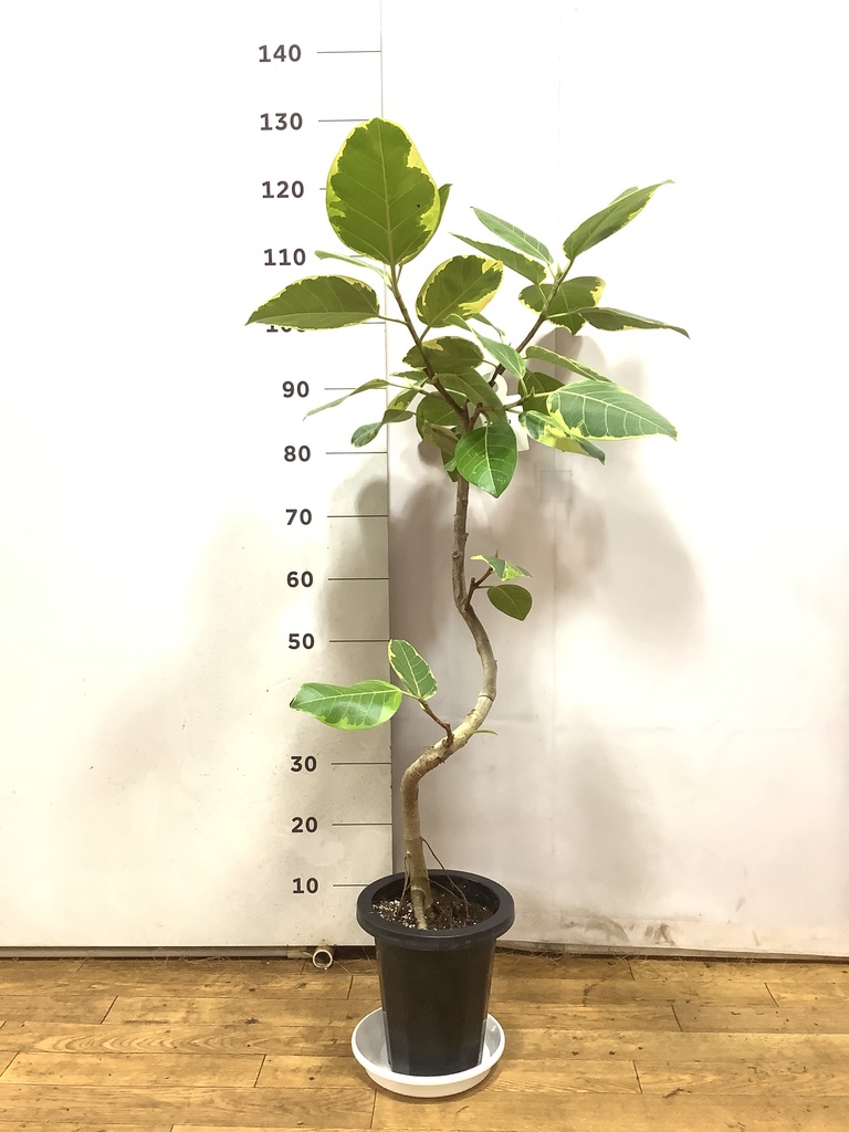 観葉植物 フィカス アルテシーマ 7号 曲り プラスチック鉢 | 観葉植物