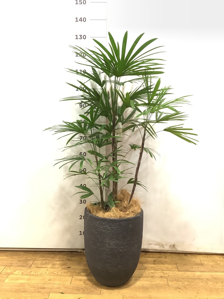 flowerシュロチク　棕櫚竹　8号鉢　27 観葉植物 観葉植物 シュロチク（棕櫚竹） 8号 ベータ キューブプランター ウッド