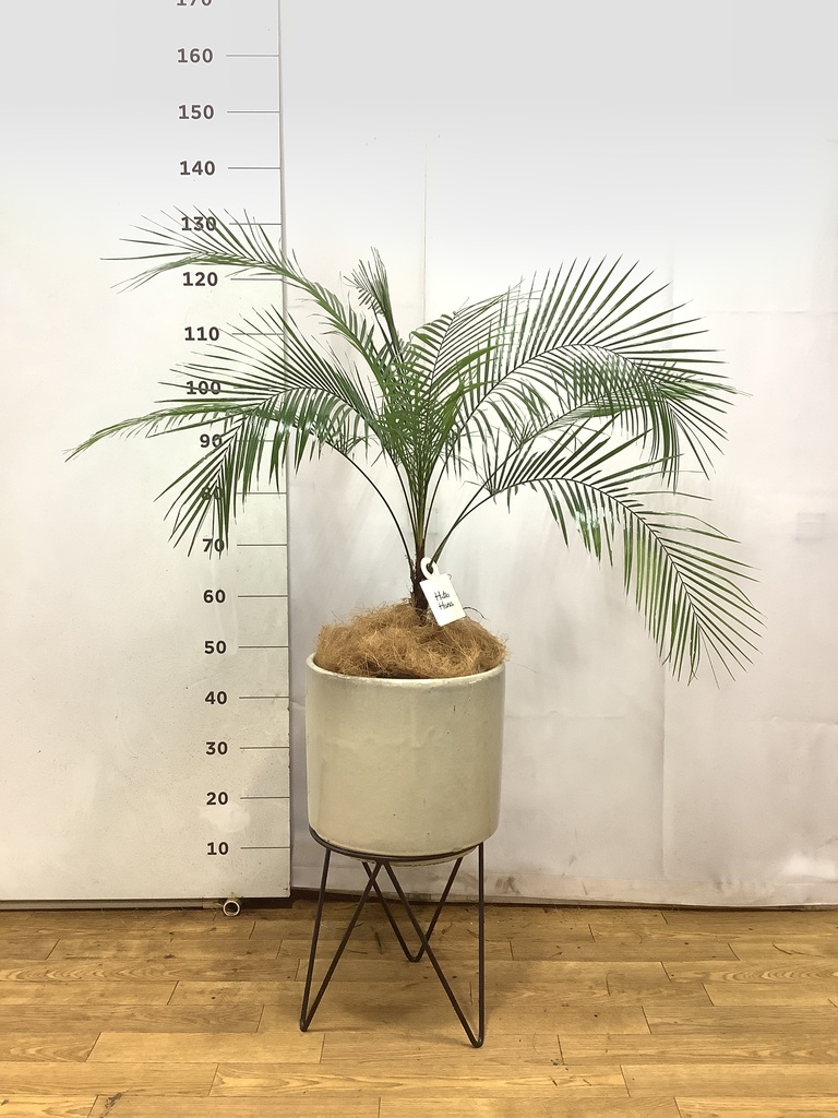 ヒメココス | 観葉植物 | インテリアやギフトに - Hitohana（ひとはな）