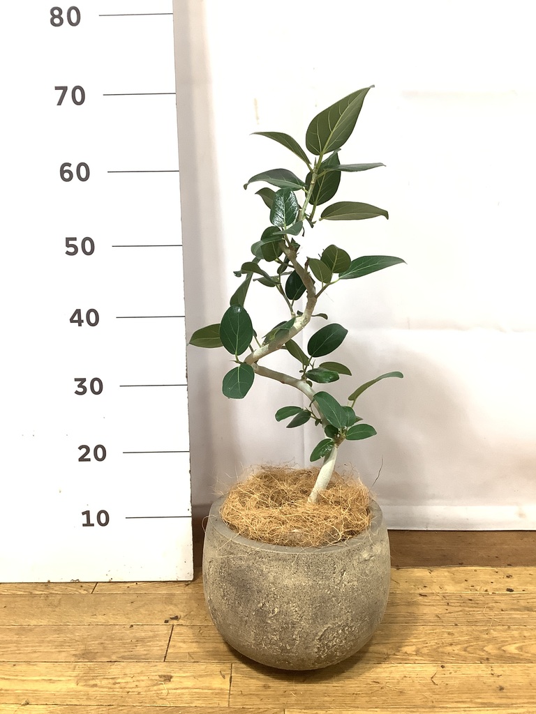 フィカス ベンガレンシス 5号 | 観葉植物通販 HitoHana（ひとはな）