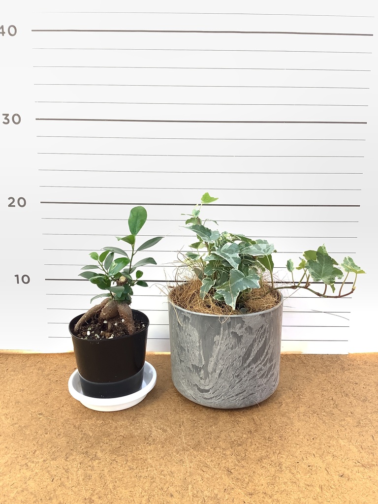 観葉植物 初心者にもおすすめお試し2点セット（ガジュマル 3号