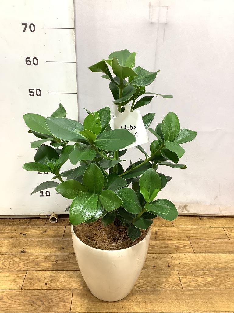 クルシア ロゼア プリンセス 6号 | 観葉植物 | インテリアやギフトに