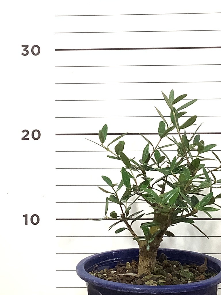 観葉植物 オリーブの木【25cm】5号 ひなかぜ 盆栽仕立て プラスチック