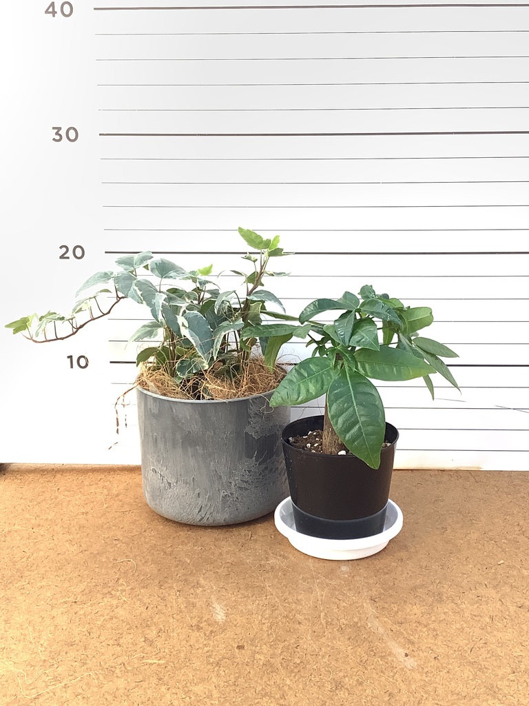 観葉植物 初心者にもおすすめお試し2点セット（パキラ 3号・アイビー