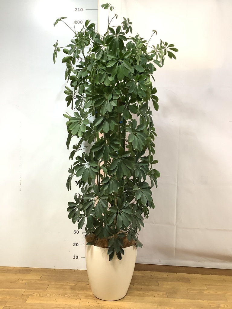 その他観葉植物 K 観葉植物 シェフレラ（カポック） 10号 ノーマル ラスターポット 付き