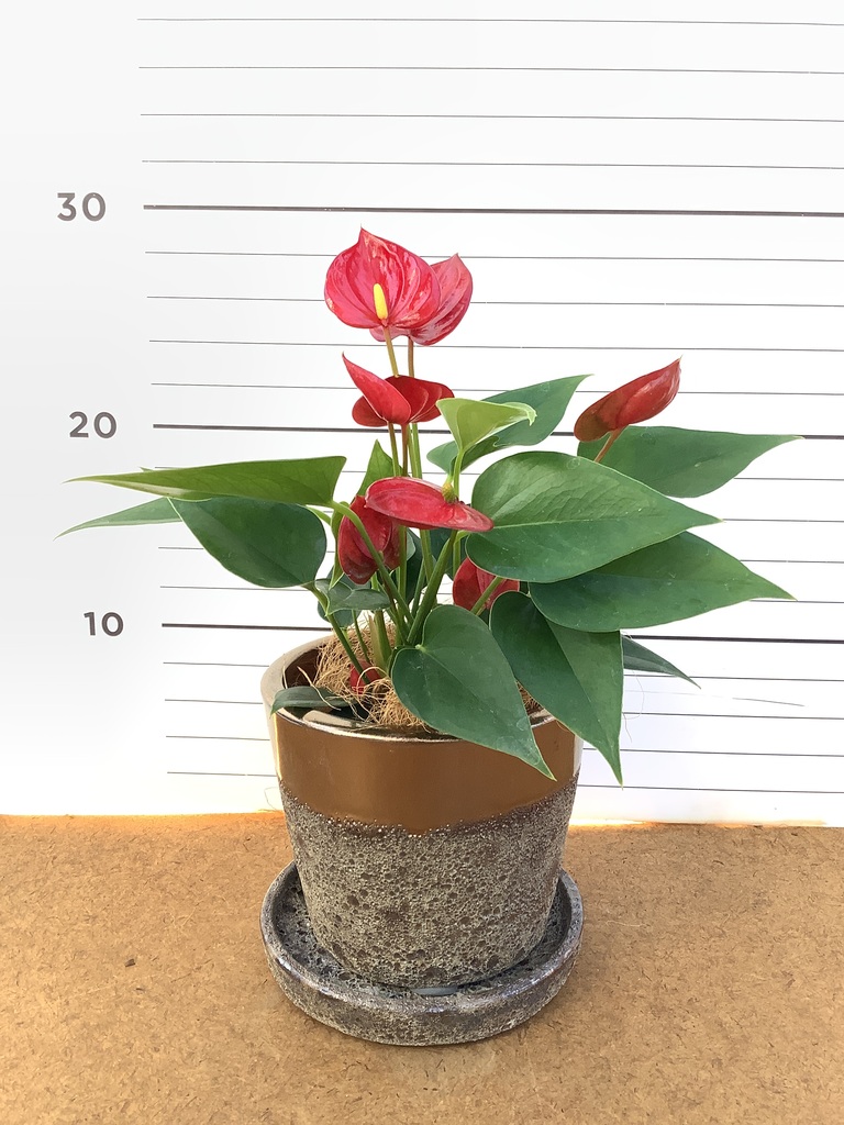 アンスリウム 3号 | 観葉植物ならHitoHana