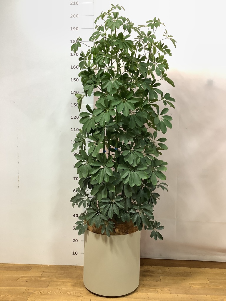 観葉植物 シェフレラ（カポック） 10号 ノーマル フェルム シリンダー