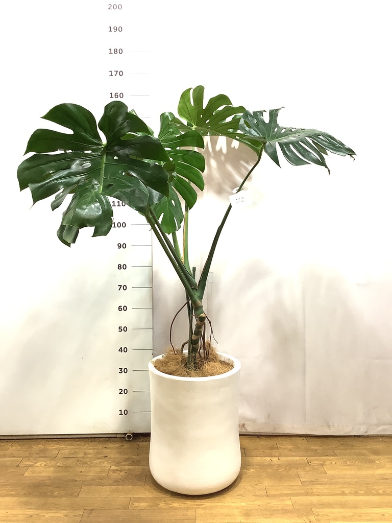 観葉植物 モンステラ 8号 根あがり ポリゴヘクサ 白 付き | 観葉植物