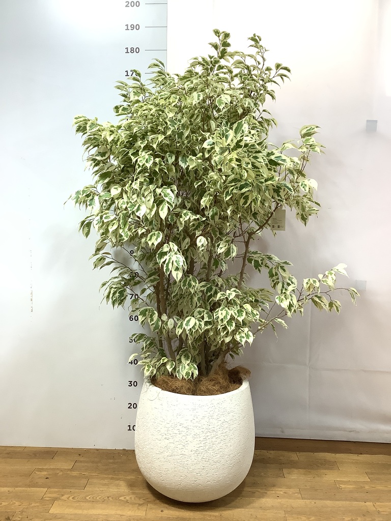 観葉植物 フィカス ベンジャミン【220cm】10号 玉造り プラスチック鉢