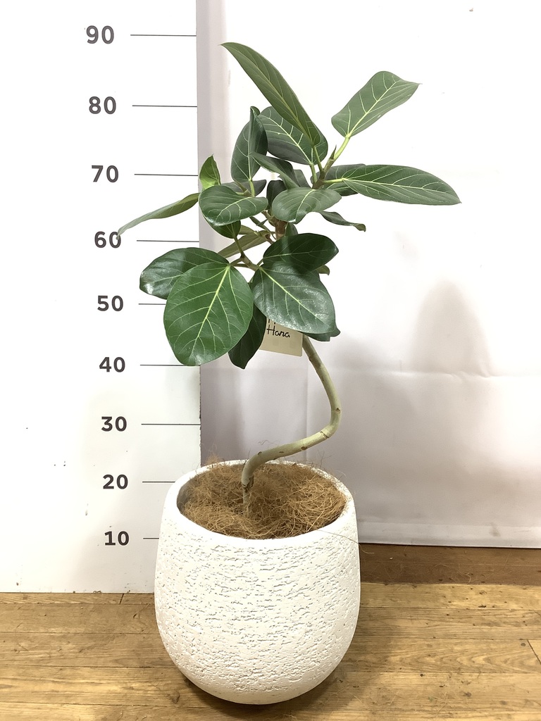 フィカス　ベンガレンシス　6 フィカス・ベンガレンシス 6号の通販 | 観葉植物通販AONOKI（あおのき）