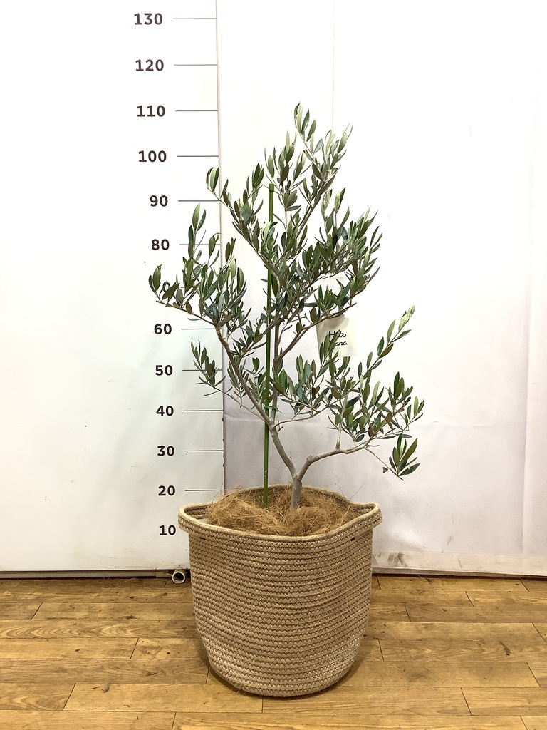 観葉植物 オリーブの木 8号 オヒブランカ ベータ キューブプランター