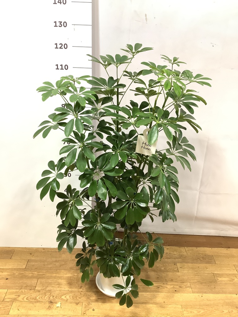 シェフレラ・カポック 60cm〜70cm程 ☆ 観葉植物 シェフレラ（カポック） 7号 ノーマル プラスチック鉢 | 観葉