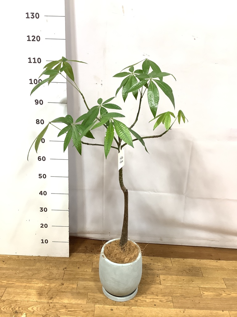 観葉植物 パキラ 6号 実生（みしょう） ラウンド 付き | 観葉植物なら