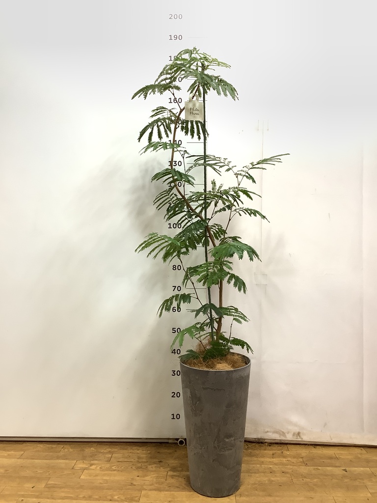 エバーフレッシュ　リビングサイズ！　no1 エバーフレッシュ リビングサイズ！ no1 エバーフレッシュ リビング