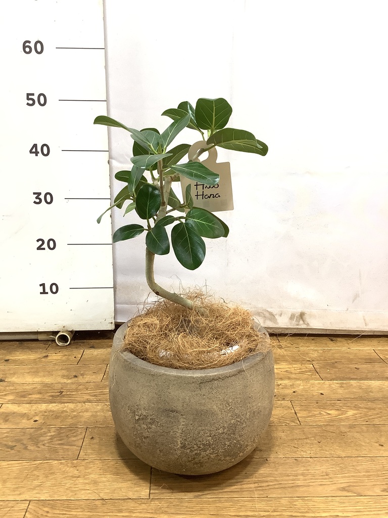 フィカス　ベンガレンシス5 フィカス ベンガレンシス 5号 | 観葉植物通販 HitoHana（ひとはな）