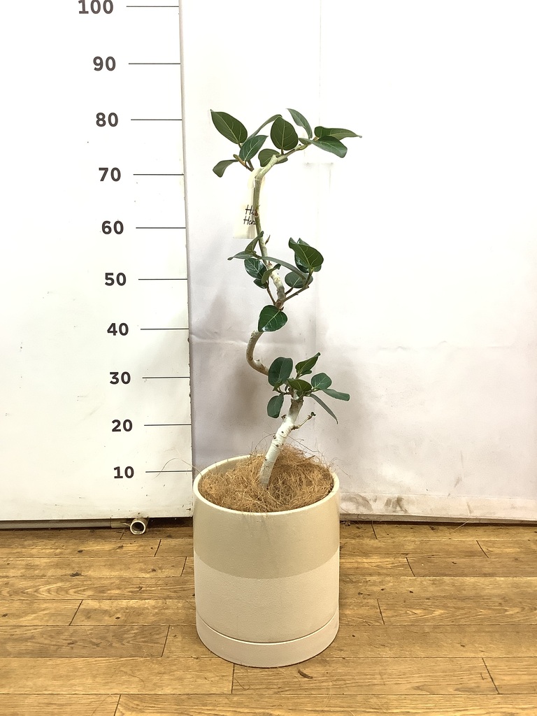 フィカス ベンガレンシス 5号 | 観葉植物通販 HitoHana（ひとはな）