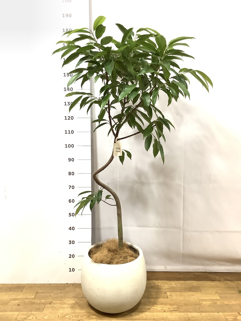 観葉植物 フィカス アムステルダムキング 8号 曲り プラスチック鉢