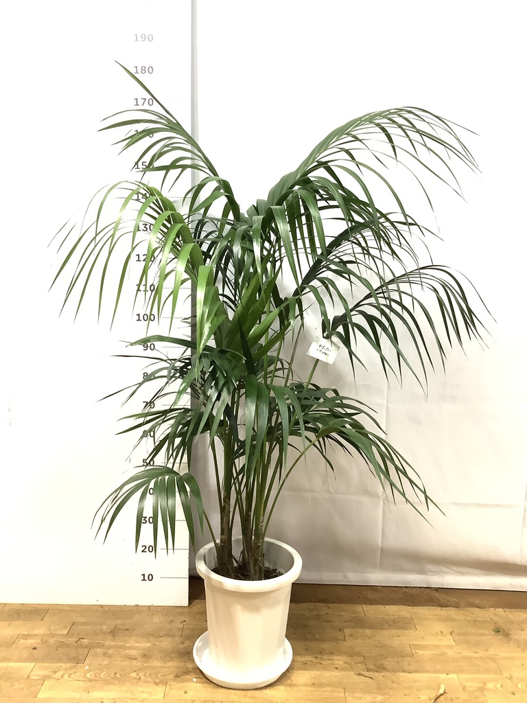 観葉植物 ケンチャヤシ 10号 ラスターポット 付き | 観葉植物なら