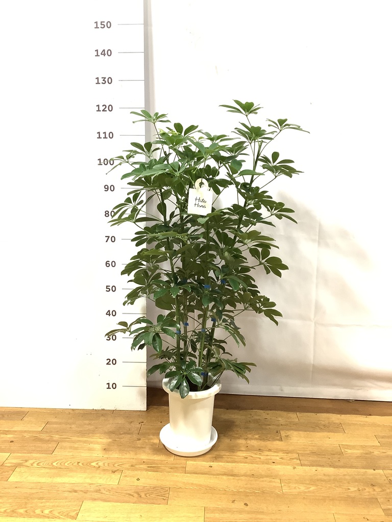 観葉植物 シェフレラ（カポック） 7号 ノーマル プラスチック鉢 | 観葉