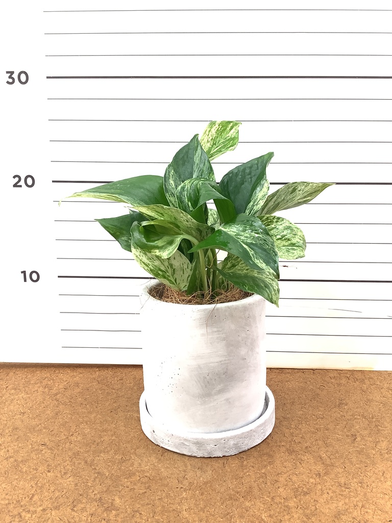 観葉植物 緑色と白の斑点 3本立ち 新しい観葉植物の白い斑点 : r/houseplants