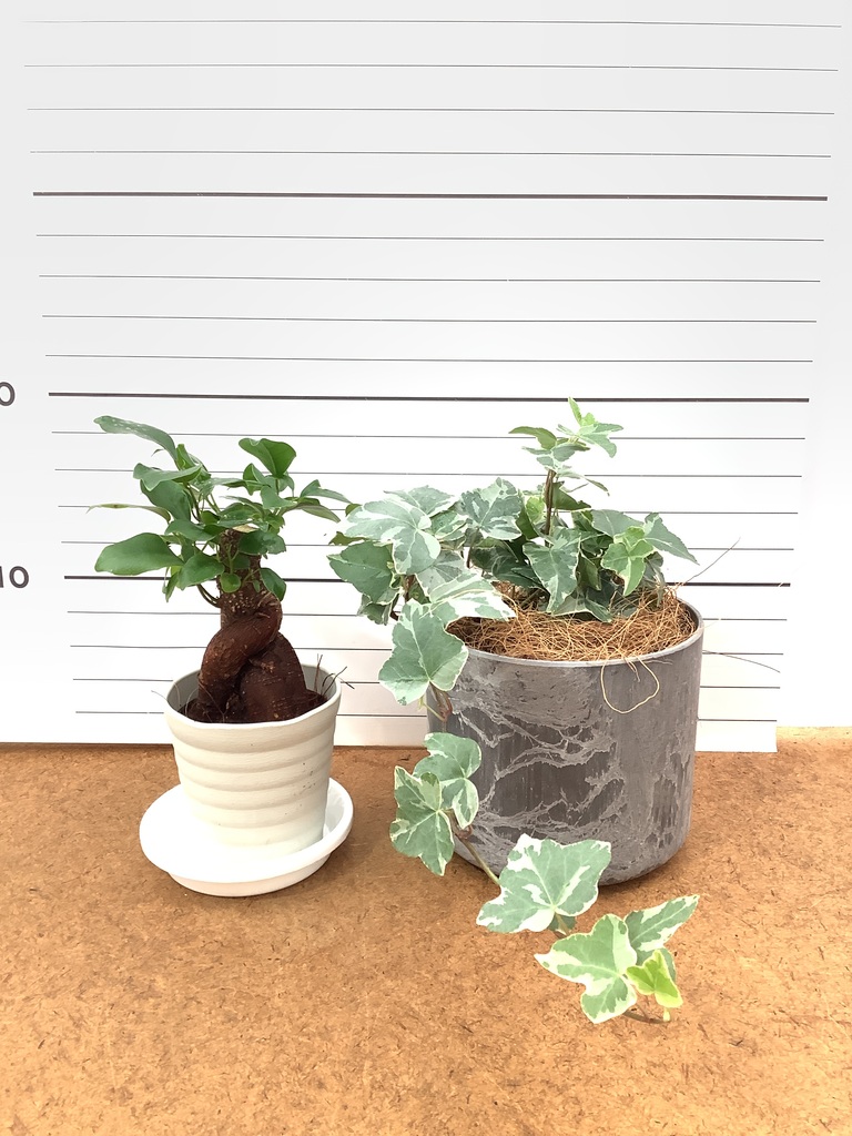 観葉植物 初心者にもおすすめお試し2点セット（ガジュマル 3号