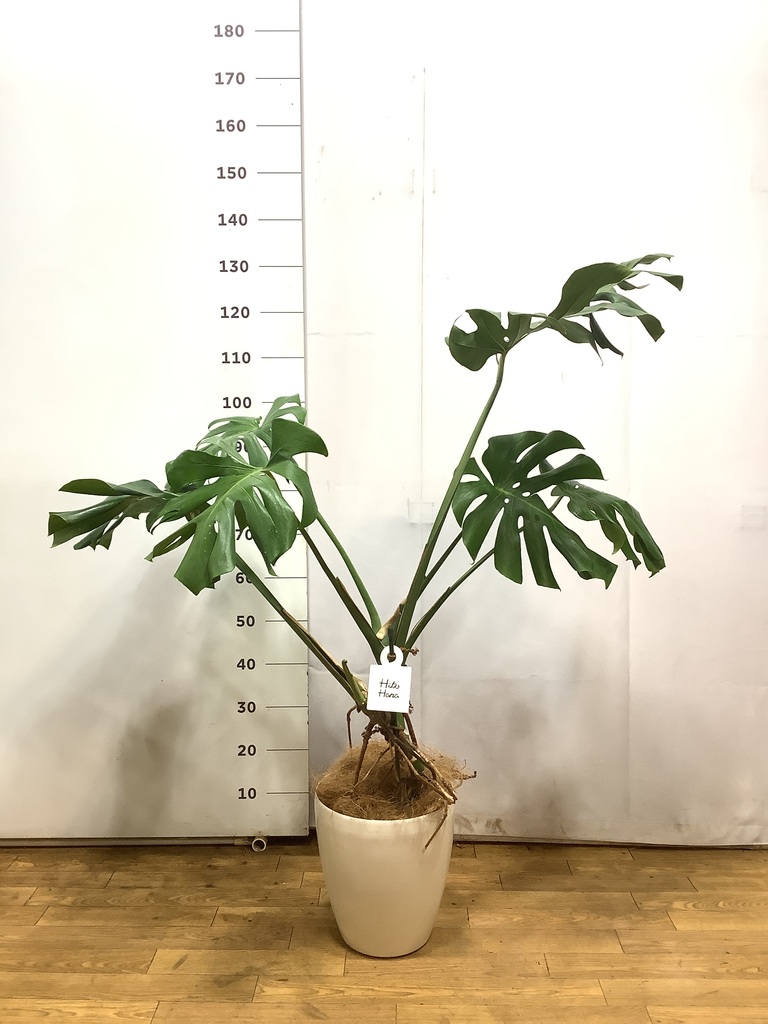 観葉植物 モンステラ【80cm】7号 斑入り プラスチック鉢 #69045 | 観葉